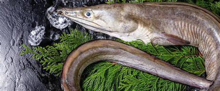 魚 へん に 豊 を部首で分解して理解するイメージ